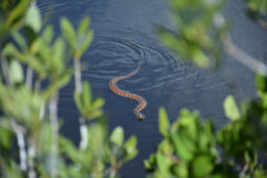 A corn snake swimming in the lake.