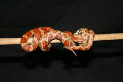 brown and white corn snake in close up photography. Corn snakes are not considered boids.